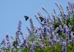 P7110043 (800x568).jpg
