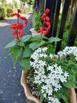P7120004 (600x800).jpg