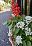 P7120005 (568x800).jpg