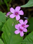 P7120008 (600x800).jpg