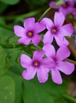 P7120009 (600x800).jpg
