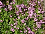 P7120011 (800x600).jpg