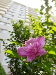 P7120020 (600x800).jpg