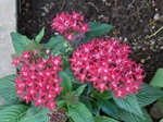 P7120078 (800x600)ペンタス.jpg