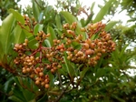 P7120079 (800x600).jpg