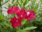 P7140026 (800x600).jpg