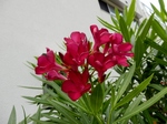 P7140027 (800x600).jpg