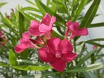 P7140028 (800x600).jpg