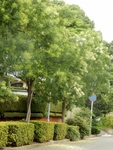 P7160012 (603x800).jpg