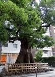 P7170072 (600x800).jpg