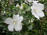 P7200001 (800x600).jpg