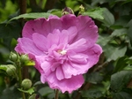 P7200002 (800x600).jpg