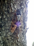 P7260004 (600x800).jpg