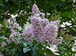 P7260057 (800x600).jpg