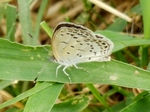 P7260069 (800x599).jpg