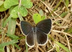 P7260073 (753x545).jpg