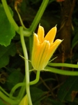 P7280168 (600x800).jpg