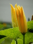 P7280169 (600x800).jpg