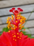 P7280190 (600x800).jpg