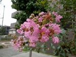 P7300037 (800x600).jpg