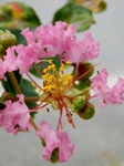 P7300047 (600x800).jpg