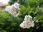 P7300058 (800x600).jpg