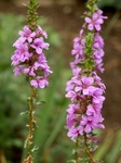 P7300059 (600x800).jpg