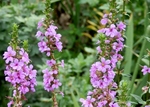 P7300061 (800x572).jpg