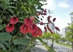 P8210009 (800x574).jpg