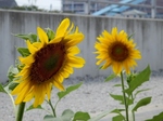 P8210090 (800x600).jpg
