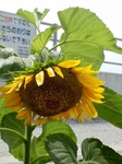 P8210095 (600x800).jpg