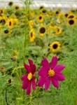 P8210142 (587x800).jpg