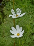 P8210144 (600x800).jpg
