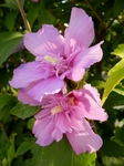 P9070090 (600x800).jpg