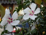 P9070101 (800x609).jpg