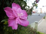 P9070105 (800x600).jpg