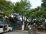 P9070108 (800x602).jpg