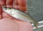 P9130115 (800x573).jpg