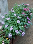 P9170009 (600x800).jpg