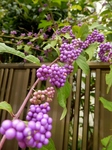 P9180002 (600x800).jpg