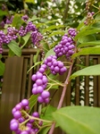 P9180003 (600x800).jpg