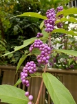 P9180004 (600x800).jpg