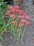 P9230030 (600x800).jpg
