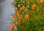 P9250001 (800x573).jpg