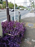 P9250031 (600x800).jpg