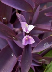 P9250032 (580x800).jpg