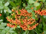 P9270008 (800x600).jpg