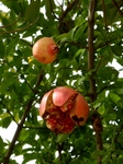 PA120012 (600x800).jpg
