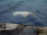 PB020075 (800x600).jpg