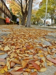 PB040155 (600x800).jpg